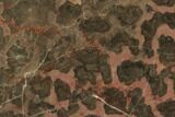 Polished Stromatolite (Inzeria) Slab - Million Years #129176-1